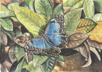 Image 3 of Blue Morpho