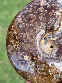 Image 5 of Ammonite Fossil | Madagascar #3051