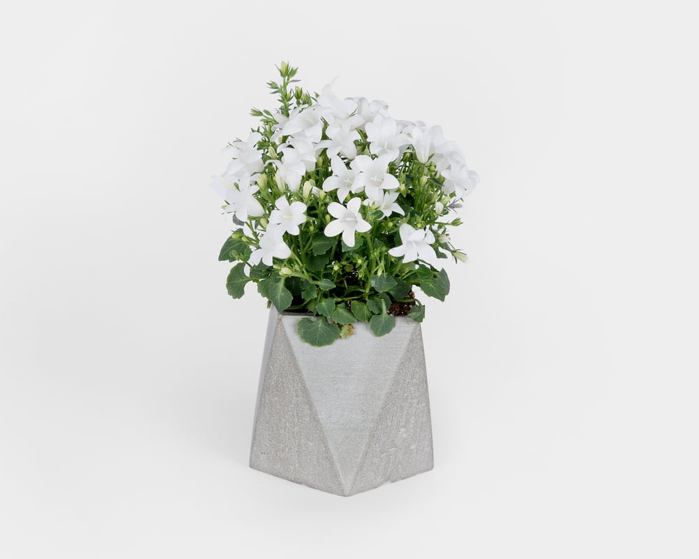 Image of Pot - Planteur M2
