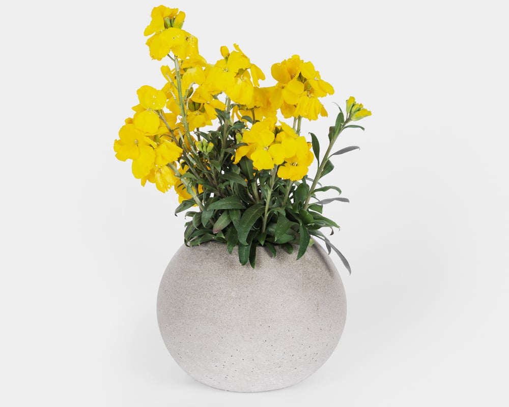 Image of Vase Oli