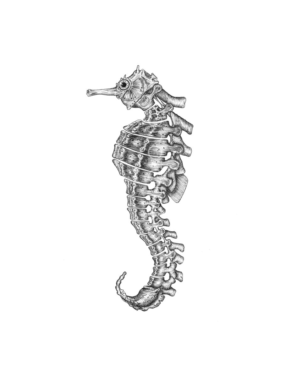 Hippocampus Anatomiko