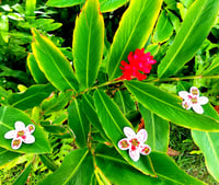 Image 5 of Limited  Edition Blood Shot Plumeria 