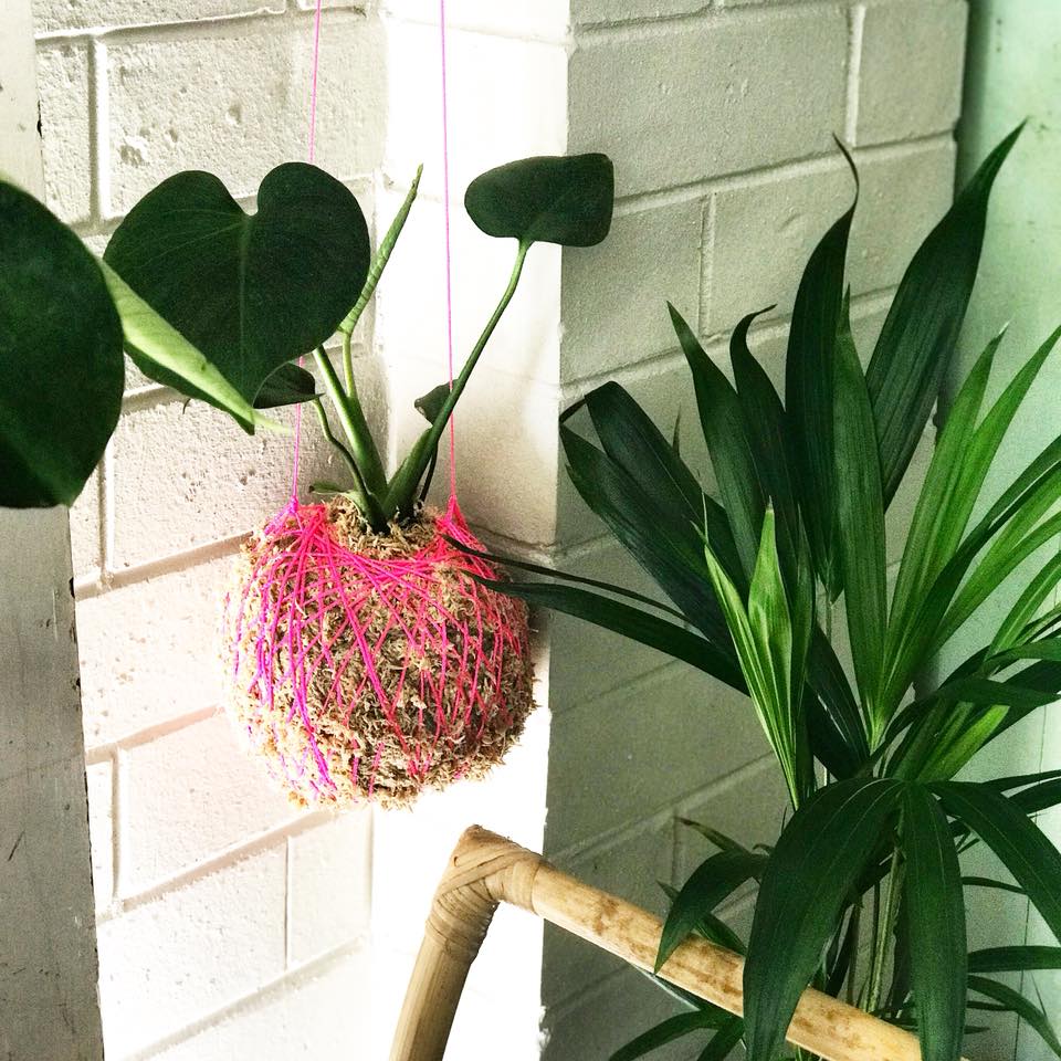 Image of Monstera Deliciosa Kokenest
