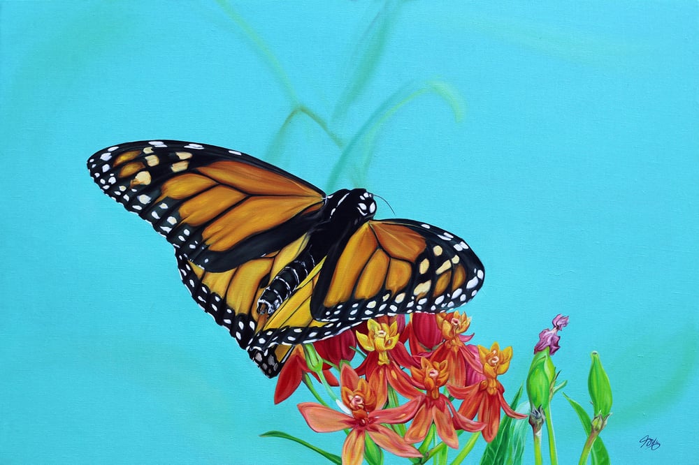 Image of Milkweed Monarch