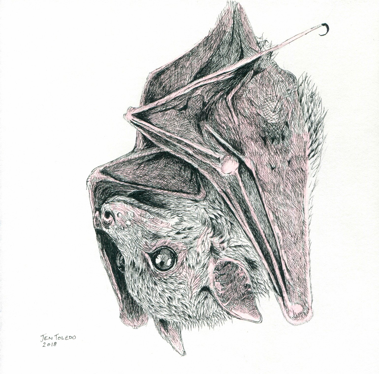 Image of Brown Bat