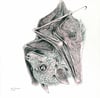 Brown Bat