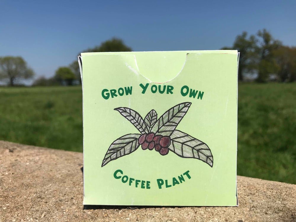 Image of Grow Your Own: Coffee Plant