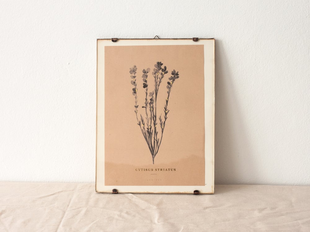 Image of Cytisus Striatus - portuguese broom