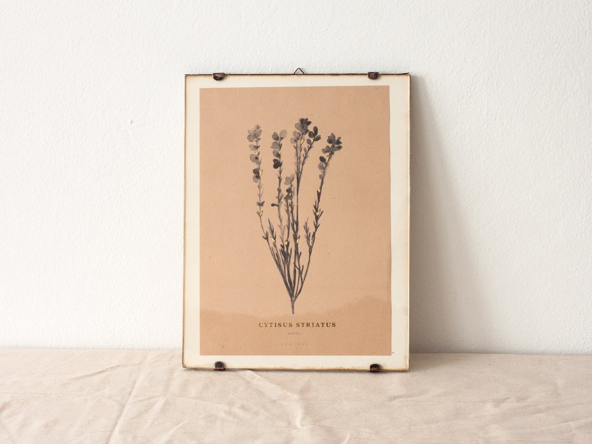 Image of Cytisus Striatus - portuguese broom