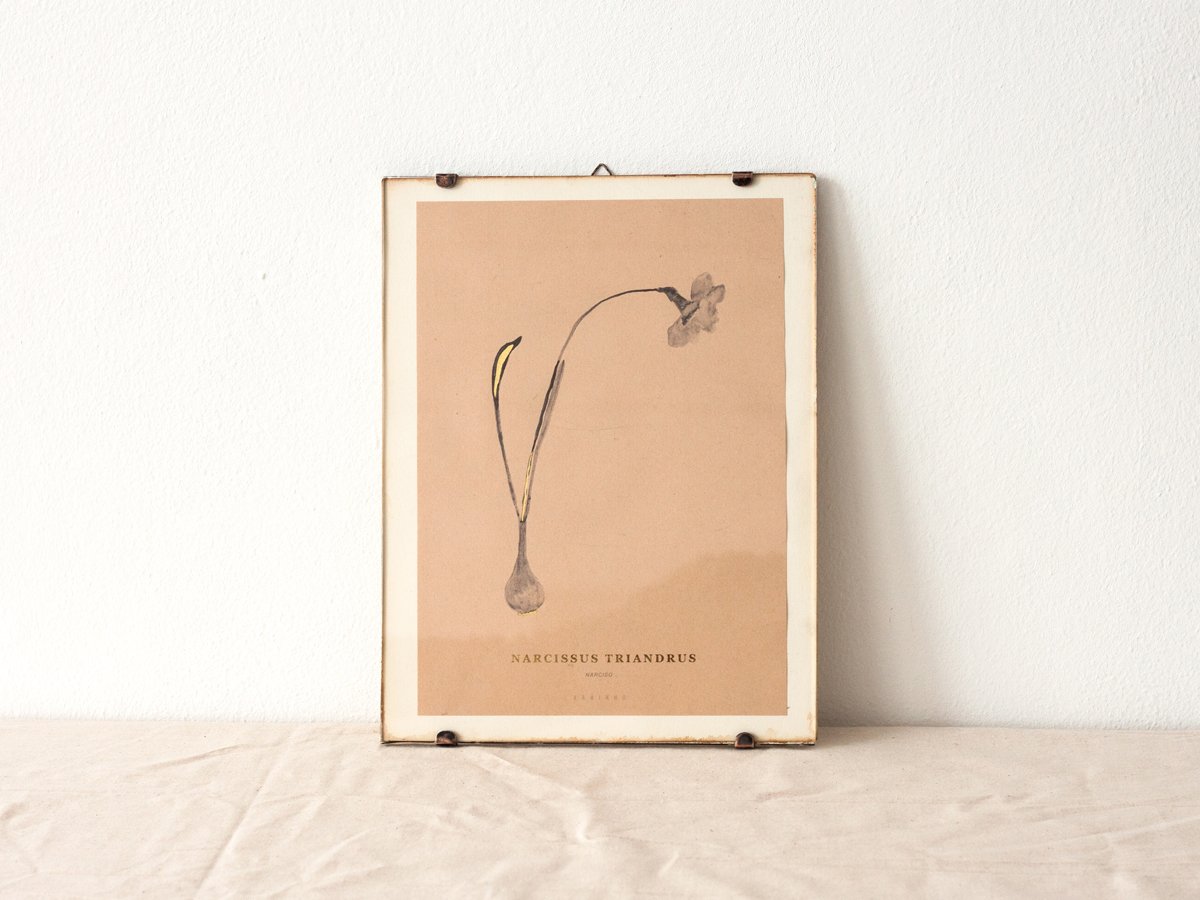 Image of Narcissus Triandrus - wild narcissus