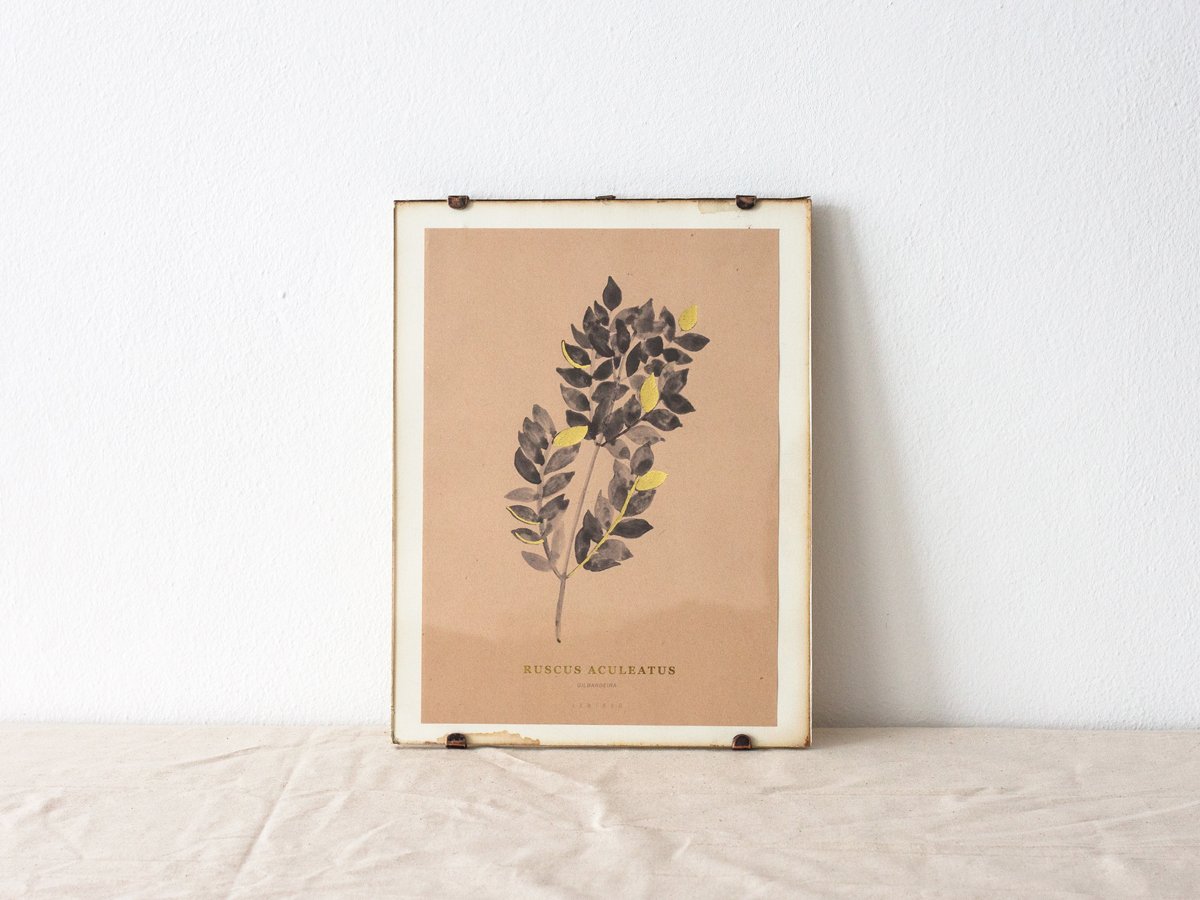 Image of Ruscus Aculeatus - butchers broom