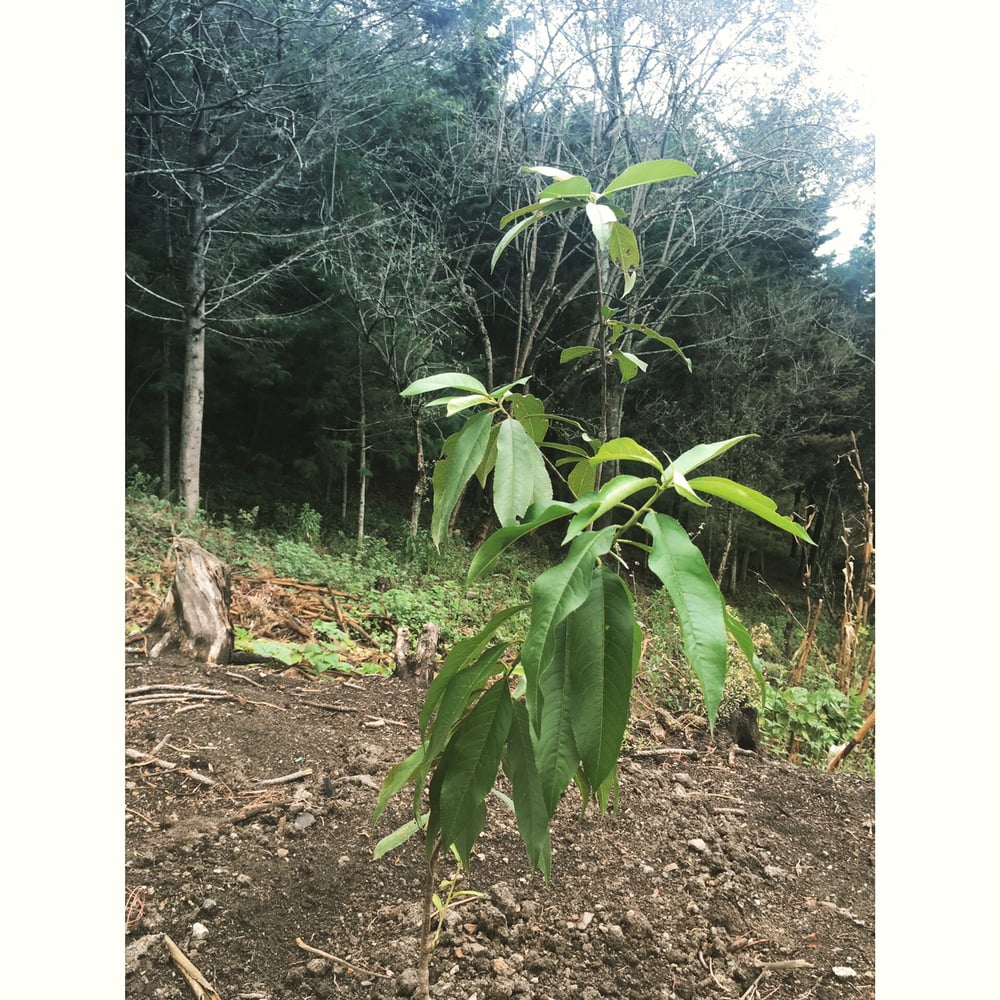 Image of The Forest of Dreams - Plant a Tree Project