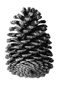 Image 1 of Rewild Super Size Prints