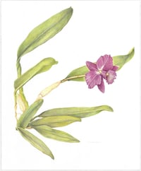 'My Valentine' Orchid Art Print 8"x10"