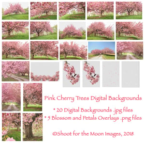 Image of Pink Cherry Trees Digital Backgrounds