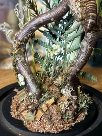 Image 4 of millipede dome