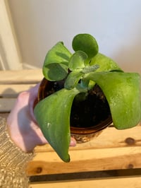 Image 3 of Paddle Plant in Karate Punch Pot