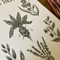 Image 3 of Witch Herbs A4 Print