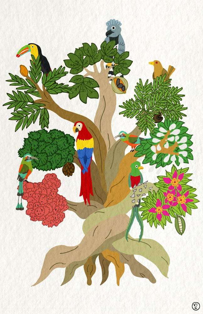 Image of Central American Tree Poster