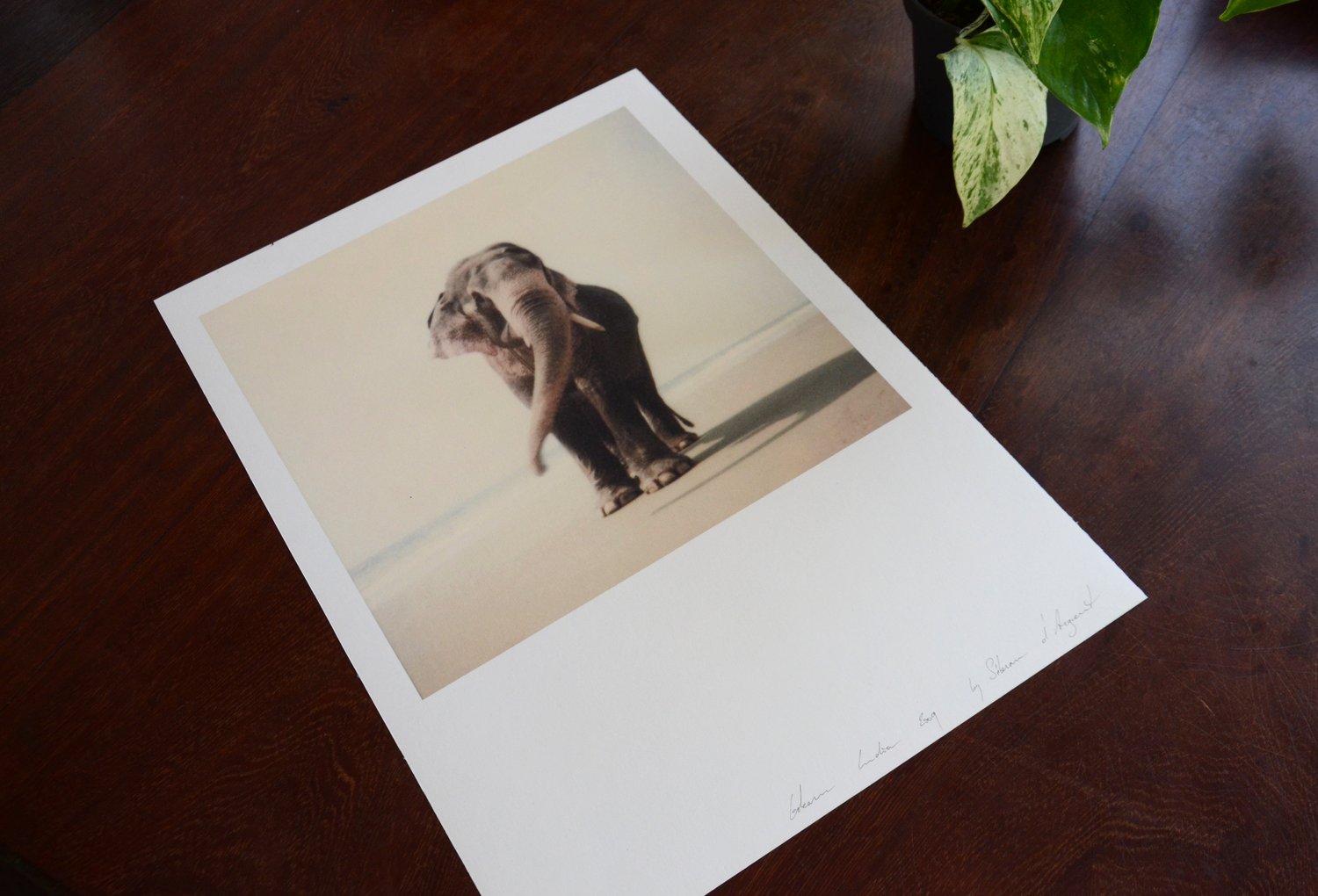 Elephant in Gokarna (Signed Print)