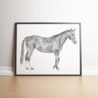 Horse Pencil Study limited edition handsigned print