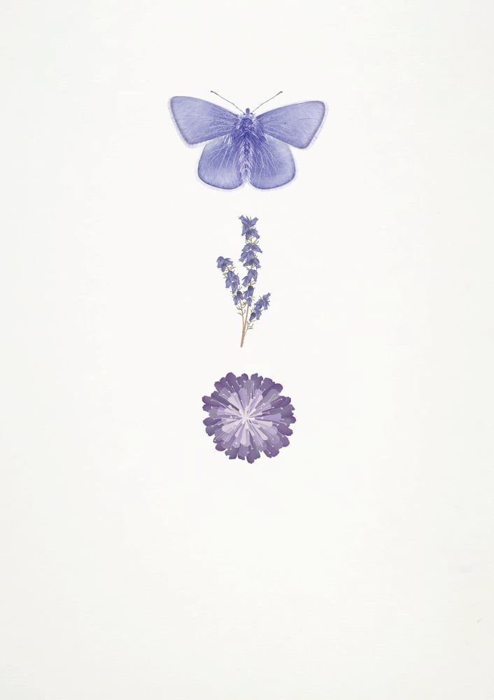 Image of Butterfly, Heather, Field Scabious