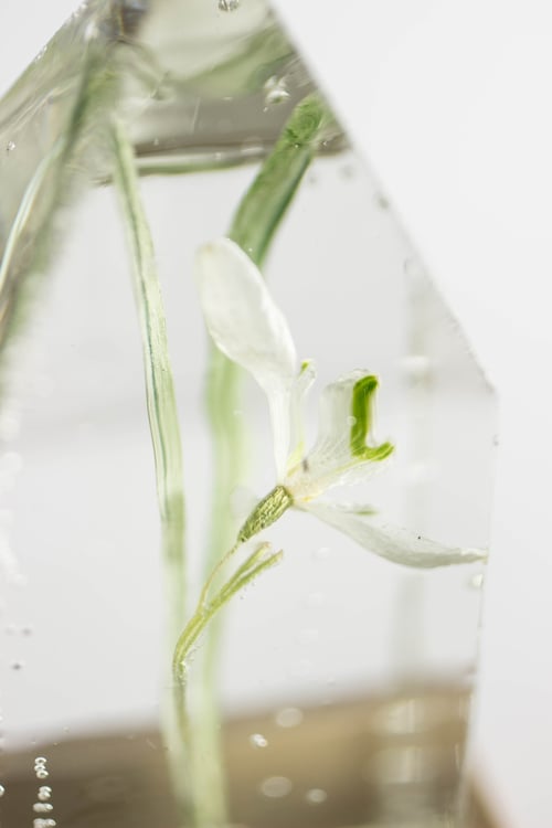 Image of Snowdrop (Galanthus nivalis) - Floral Desk Light #2