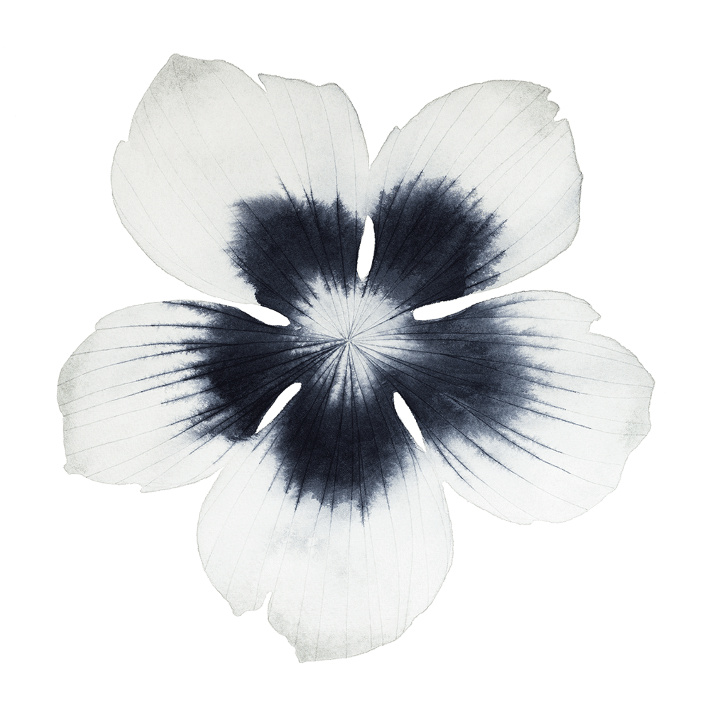 Image of Flower Portrait No 4