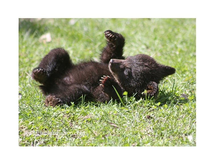 Four Cub photos