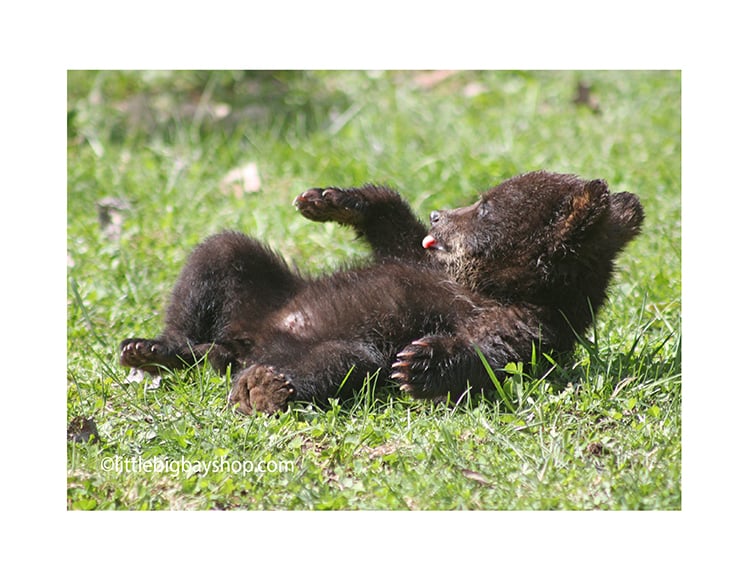 Four Cub photos Image 2