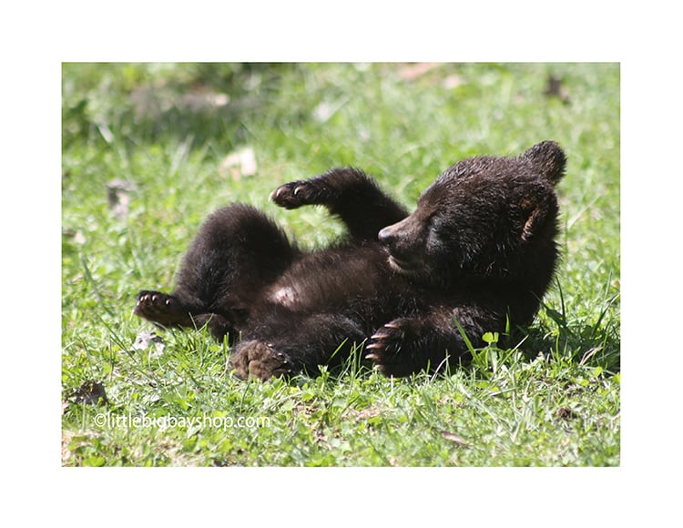 Four Cub photos Image 4