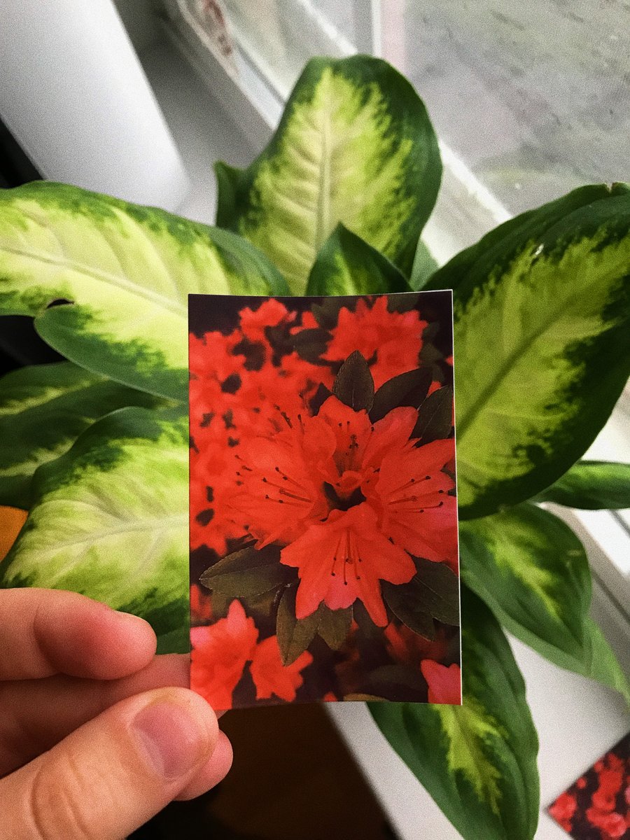 Image of AZALEA 1