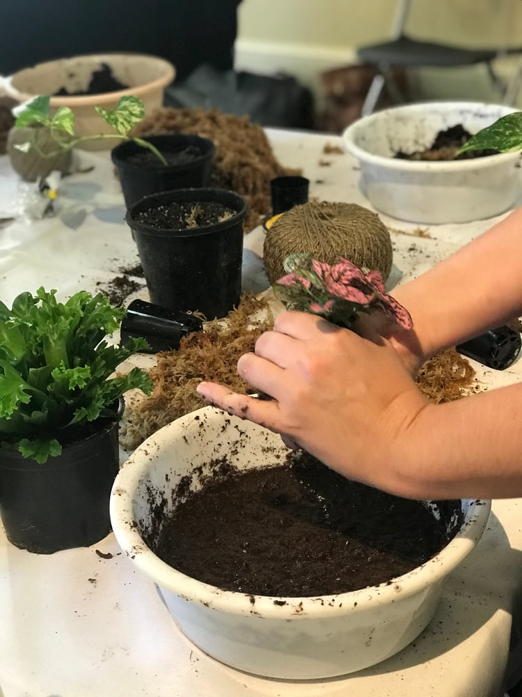 Image of Kokedama Workshop (OCT 13)