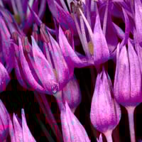 Image 2 of Purple Flower Skull - Giclée
