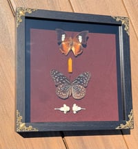 Image 2 of Fox Spine & Flutter