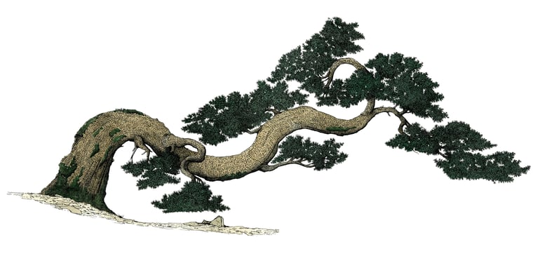 Image of Korean pine