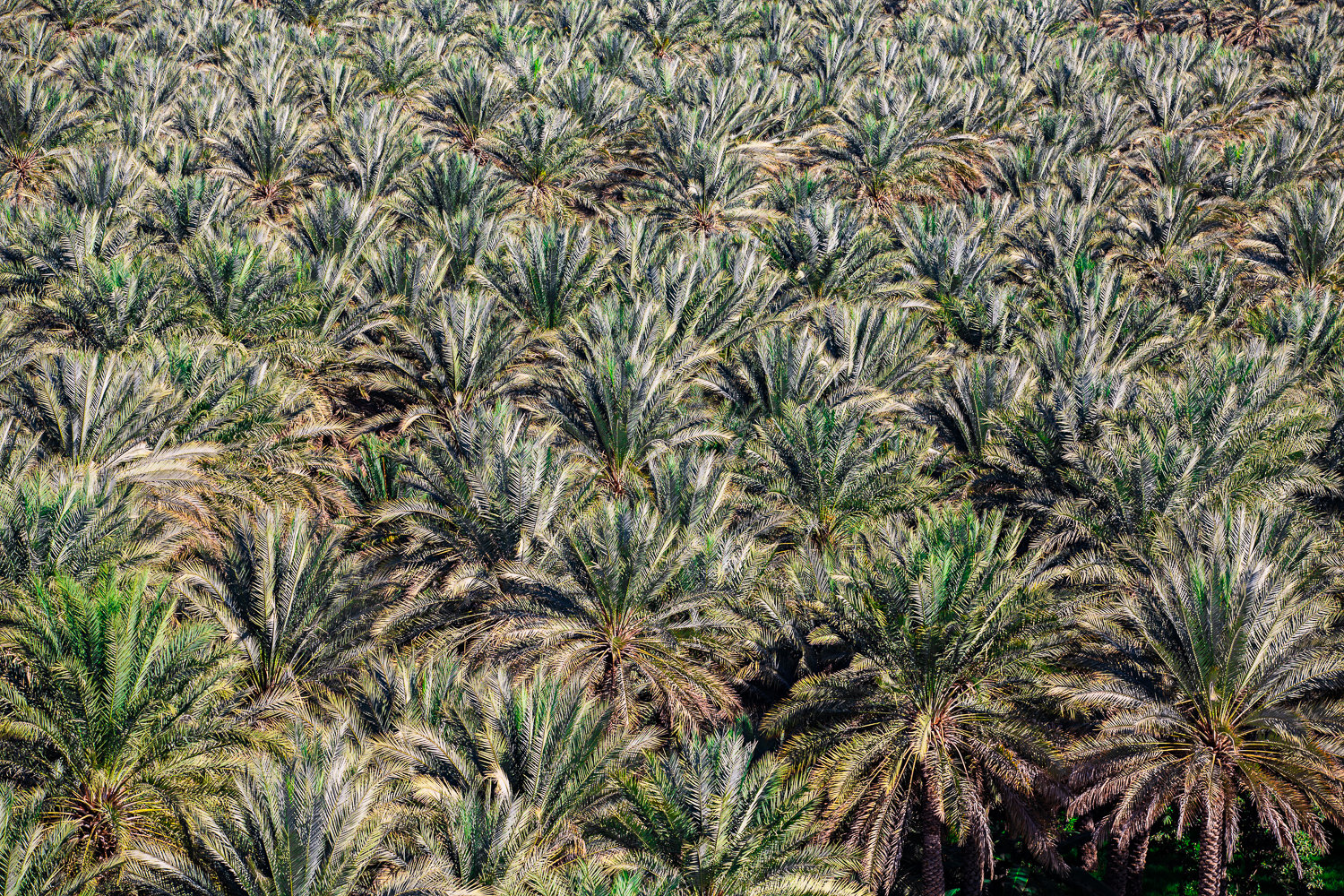 Image of Océan de palmiers