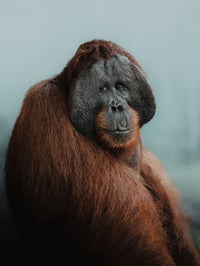 Image 1 of King of the Jungle