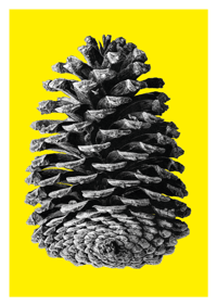 Image 2 of Rewild - Colour Editions. From