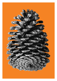 Image 5 of Rewild - Colour Editions. From