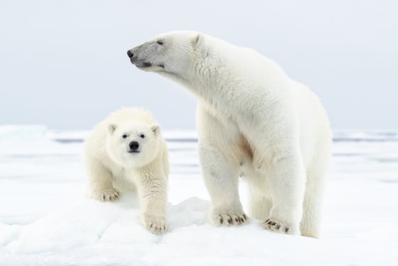 Image of Limited Edition Fine Art Print - Polar Bear Mother and Cub