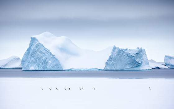 Image of Limited Edition Fine Art Print - March of the Penguins