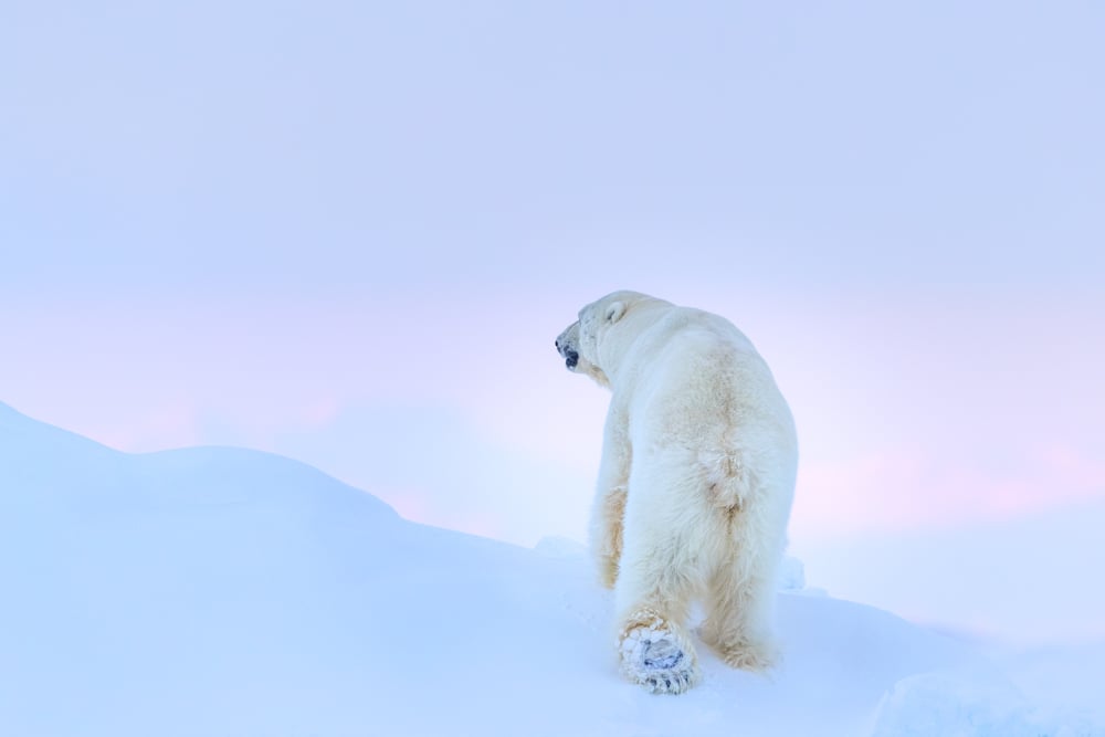 Image of Limited Edition Fine Art Print - Polar Bear Foot