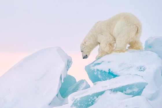 Image of Limited Edition Fine Art Print - Polar Bear on Blue Ice