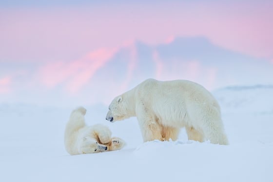 Image of Limited Edition Fine Art Print - Polar Bear Play