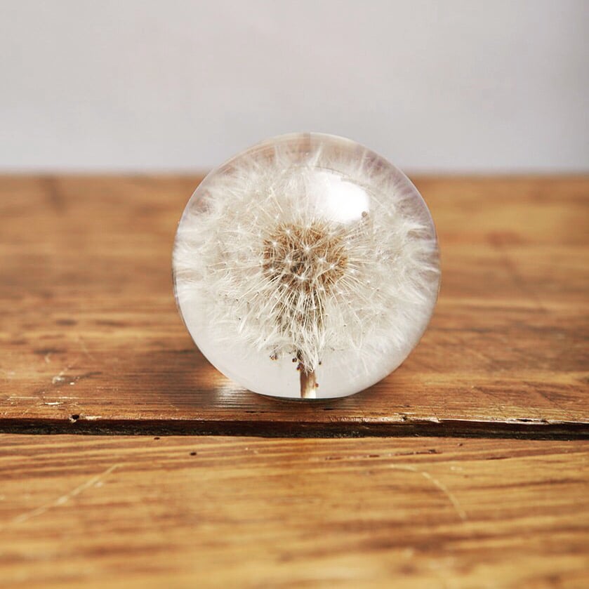 Image of Paardenbloem Pluisje