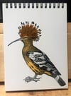 European Hoopoe 5"x7" Notepad