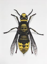 Image 1 of Death's Head Hornet - Colour