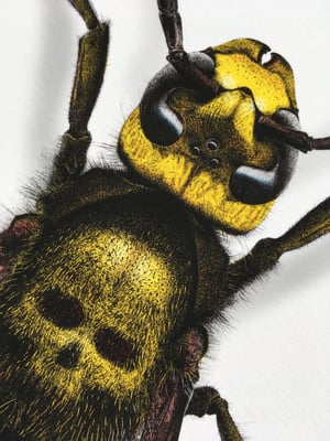 Image of Death's Head Hornet - Colour