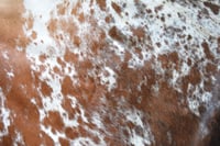 Image 4 of Tricolour Nguni Cowhide Rug